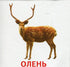 Тварини та птахи України