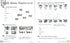 Quick Minds (Ukrainian edition) НУШ 4 Activity Book